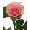 R Gr Belle Rose