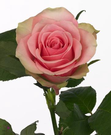 R Gr Belle Rose