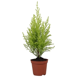 Cupressus Goldcrest Wilma - hoogte 32-35