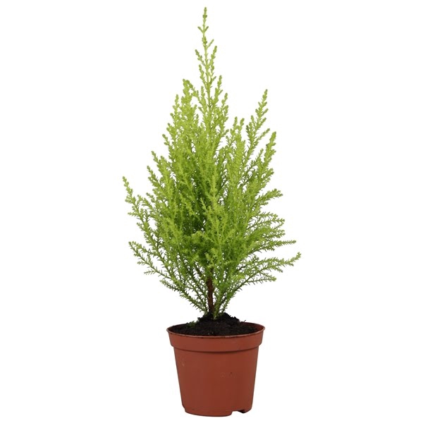 <h4>Cupressus Goldcrest Wilma - hoogte 32-35</h4>