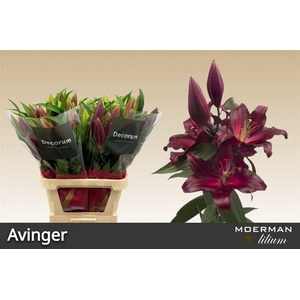 Li Or Avinger