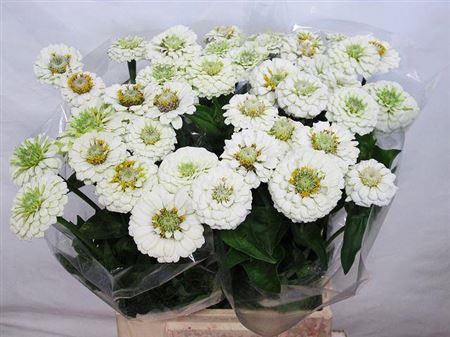 <h4>Zinnia Elegans Whte</h4>