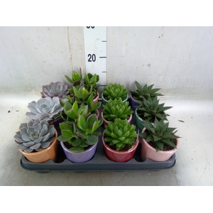 Succulents   ...