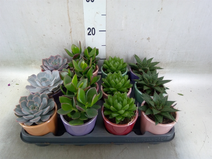 <h4>Succulents   ...</h4>