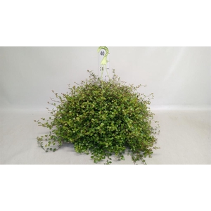 Muehlenbeckia com. 'Mao'ri'