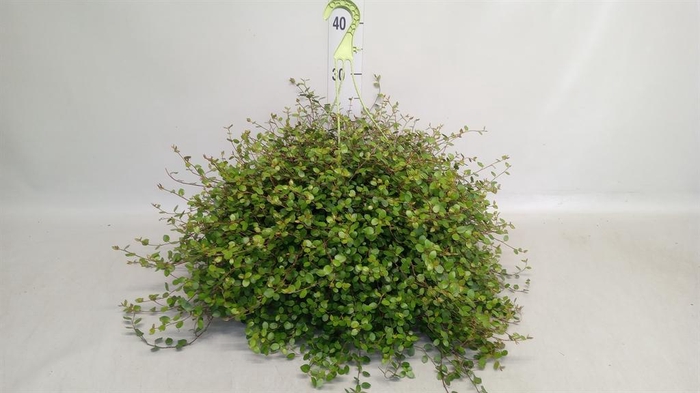 <h4>Muehlenbeckia com. 'Mao'ri'</h4>