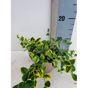 Vinca minor 'Aureovariegata'