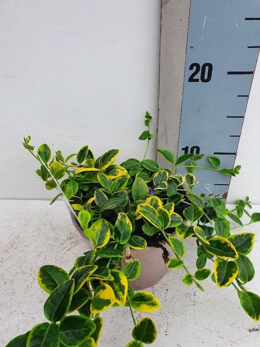 <h4>Vinca minor 'Aureovariegata'</h4>