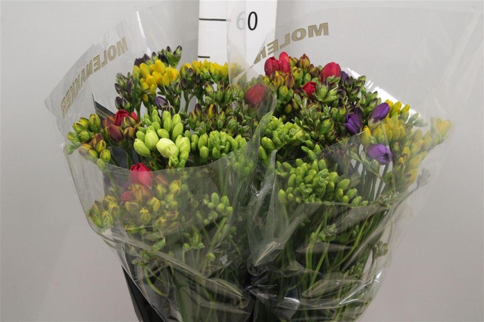 <h4>Fr Du Gemengd 18gr</h4>