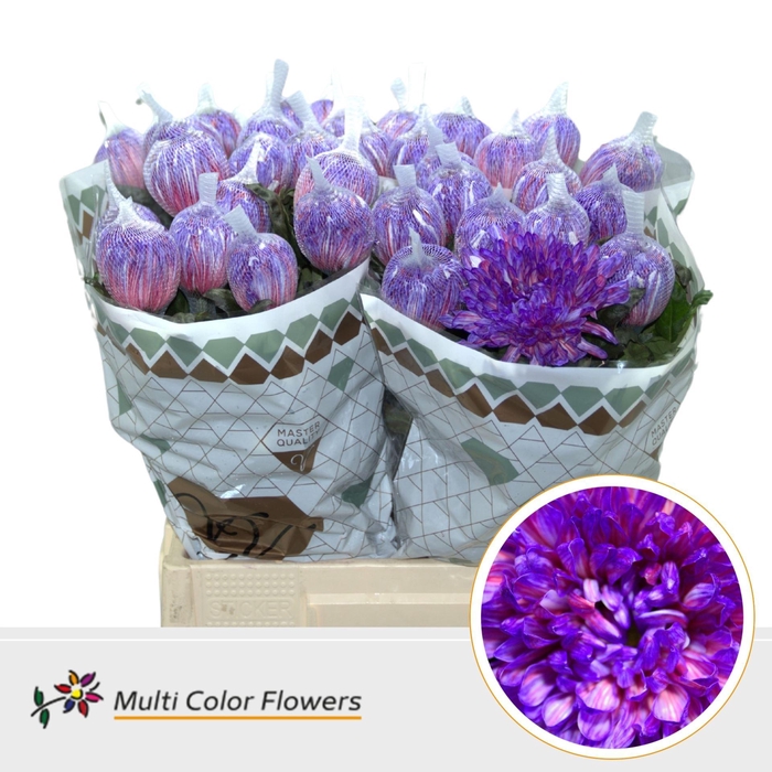 <h4>Chrysanthemum PL 'Antonov'  .col H%</h4>