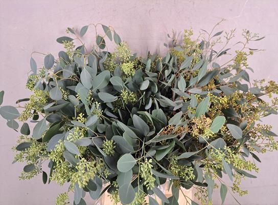 Eucalyptus Populus Bes Bs