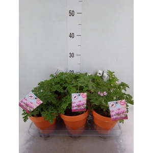 Pelargonium graveolens