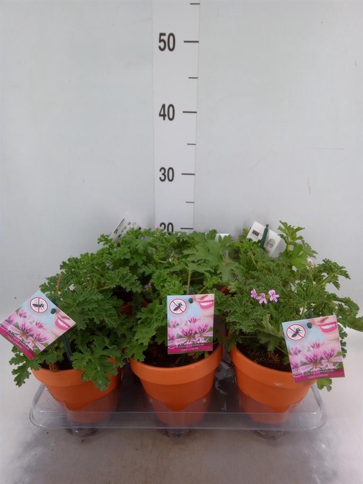<h4>Pelargonium graveolens</h4>