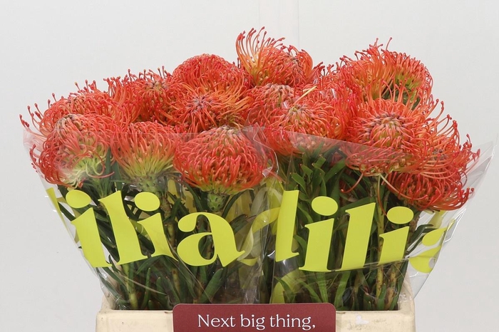 <h4>LEUCO CO SUCCESSION</h4>