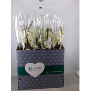 Phalaenopsis   ...white
