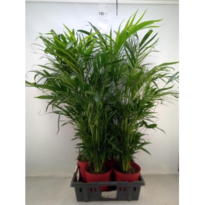 Chamaedorea cataractarum