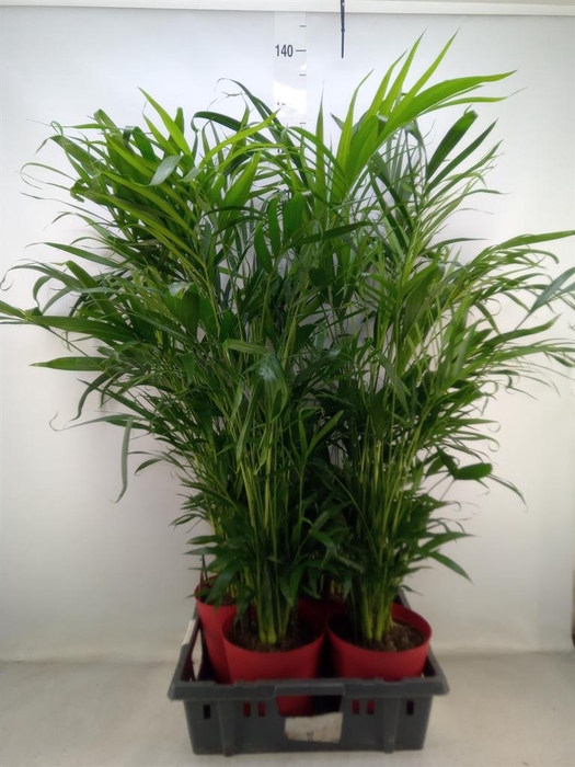 <h4>Chamaedorea cataractarum</h4>