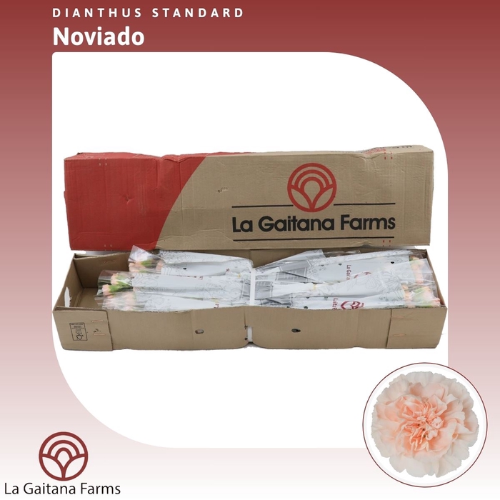 <h4>Dianthus St Noviado</h4>