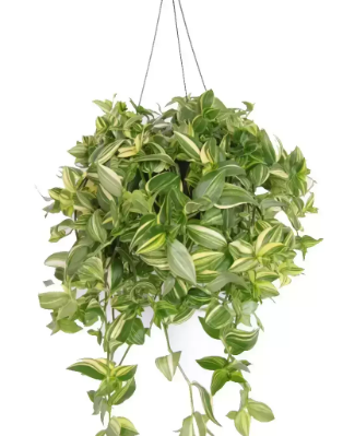 TRADESCANTIA YELLOW HILL C21