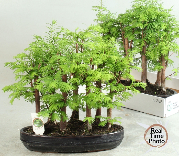 <h4>BONSAI OV</h4>