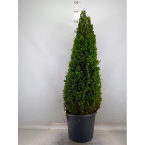 Buxus semp.   ...
