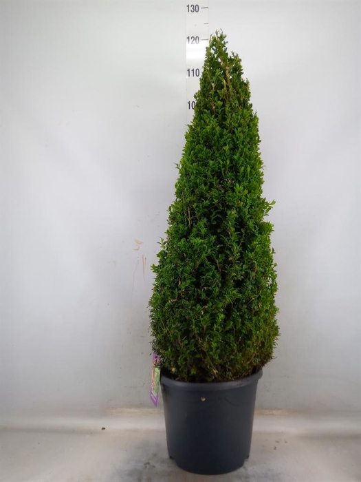 <h4>Buxus semp.   ...</h4>
