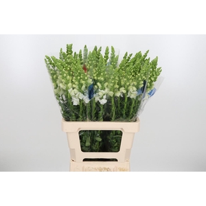 Antirrhinum Po White