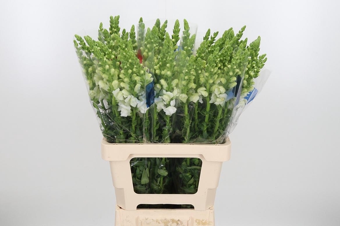 <h4>Antirrhinum Po White</h4>