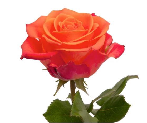 <h4>R GR ORANGE CRUSH</h4>