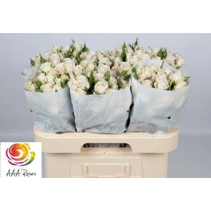 R TR ROYAL PORCELINA