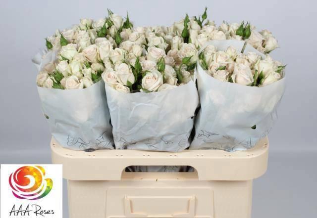 <h4>R TR ROYAL PORCELINA</h4>