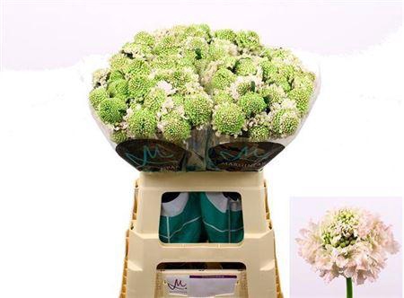 <h4>Scabiosa French Vanilla Bb Scoop</h4>