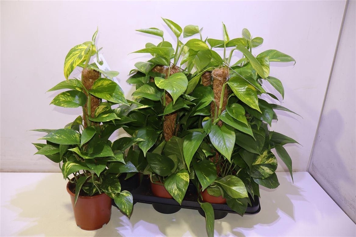 <h4>Epipr Mosstok</h4>