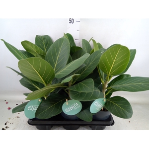 Ficus benghalensis 'Audrey'