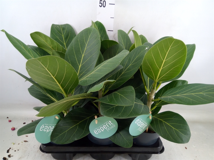 <h4>Ficus benghalensis 'Audrey'</h4>