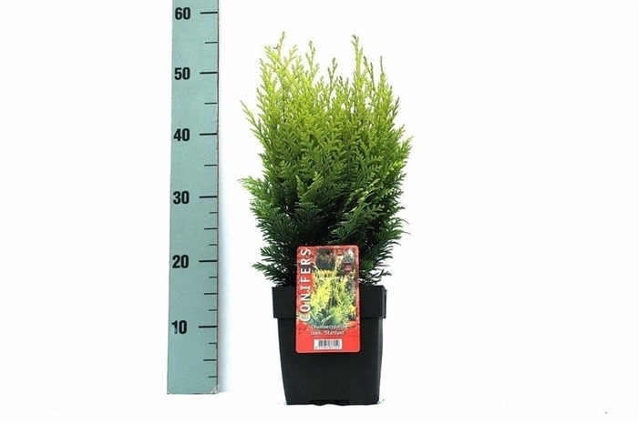 <h4>Chamaecyparis lawsoniana 'Stardust' P17</h4>