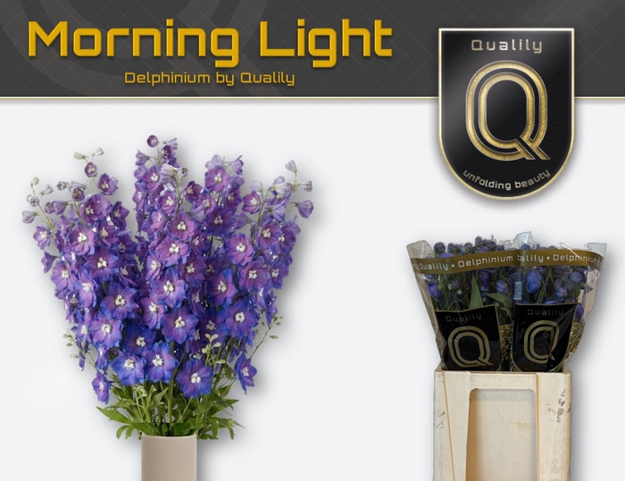 <h4>DELPH DU MORNINGLIGHT 70CM X40</h4>