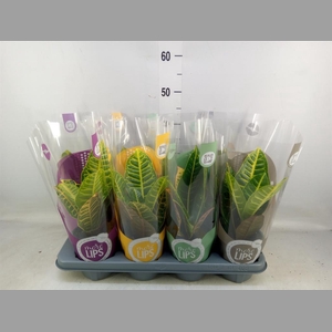 Codiaeum var. GR 'Petra'