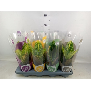 Codiaeum var. GR 'Petra'