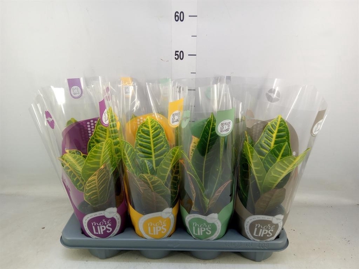 <h4>Codiaeum var. GR 'Petra'</h4>