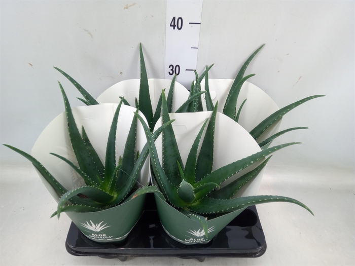 <h4>Aloe  'Equator'</h4>