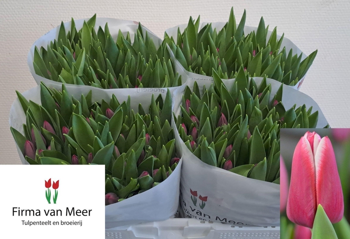 <h4>TU EN LORNAH</h4>