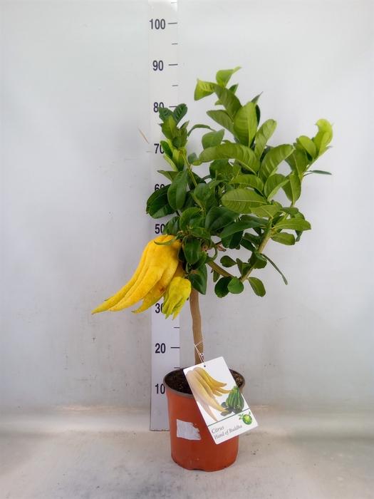 <h4>Citrus   ...</h4>