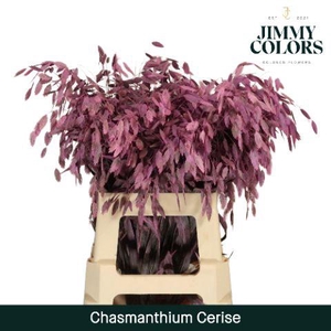 Chasmanthium L70 Cerise