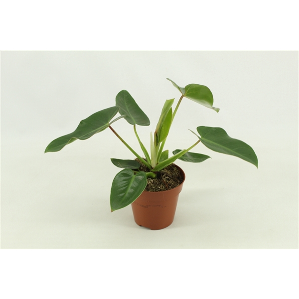 Philodendron Corovadensis 12cm
