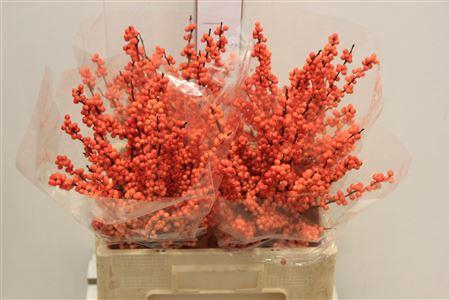 <h4>Ilex Ve Winter Gold</h4>