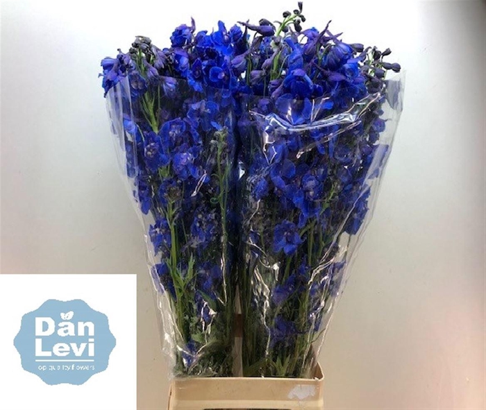 <h4>DELPH EN DONNA</h4>