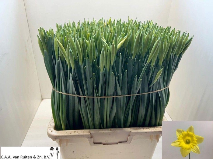 <h4>NARC G CARLTON</h4>