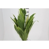 FOLHAGEM DRACENA ALBA