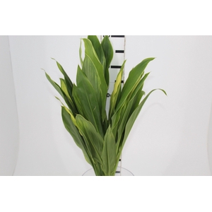 FOLHAGEM DRACENA ALBA